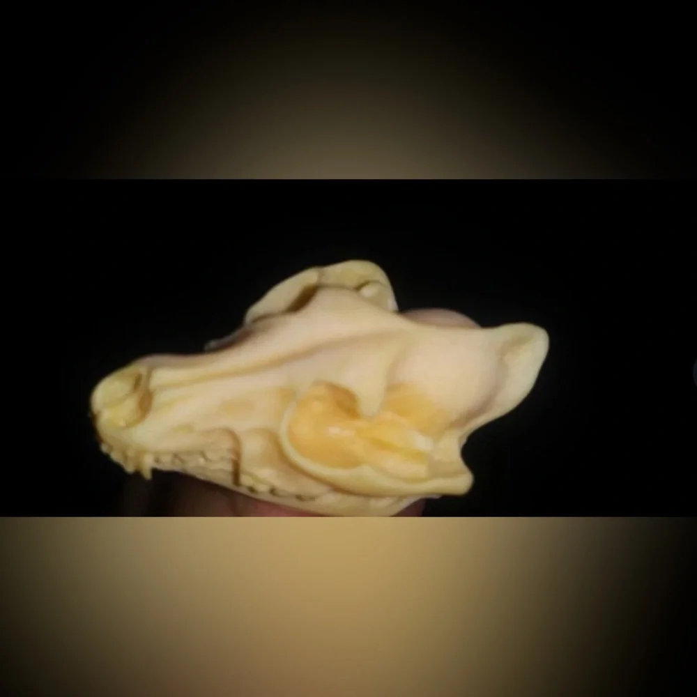 “Animal Skull” Dinosaur Sabertooth Wolf Dog Oddity Creepy Spooky Replica Studs - Picture 2 of 12